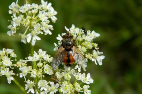 Réf. 190 255 : Tachina magnicornis